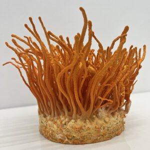 Cordyceps militaris – maczużnik bojowy, zagrzybione podłoże