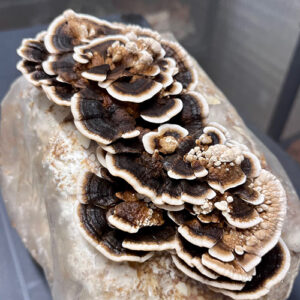 Grzybnia na kołkach Wrośniak różnobarwny (Trametes versicolor), 20 szt.