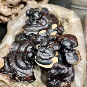 Black Reishi Ganoderma sinense – podłoże zagrzybione 3 kg