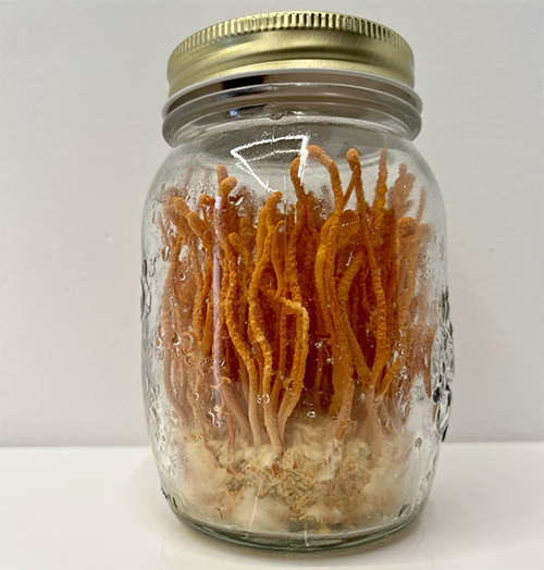 Cordyceps militaris – maczużnik bojowy, zagrzybione podłoże - obrazek 3