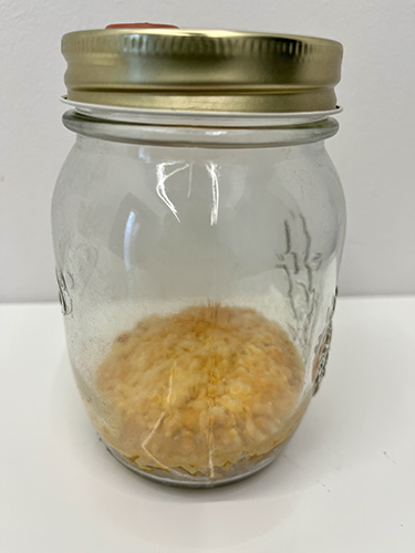 Cordyceps militaris – maczużnik bojowy, zagrzybione podłoże - obrazek 2