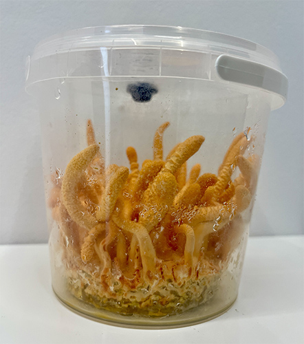 Cordyceps militaris – maczużnik bojowy, zagrzybione podłoże - obrazek 6