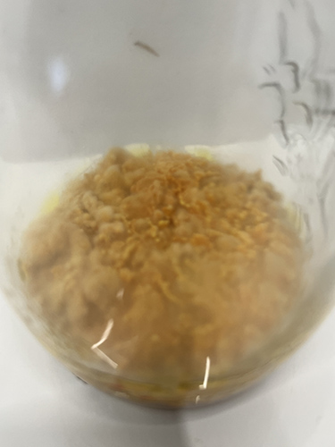 Cordyceps militaris – maczużnik bojowy, zagrzybione podłoże - obrazek 5