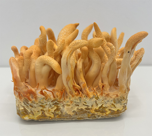 Cordyceps militaris – maczużnik bojowy, zagrzybione podłoże - obrazek 4