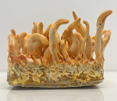 Cordyceps militaris – maczużnik bojowy, zagrzybione podłoże - obrazek 7