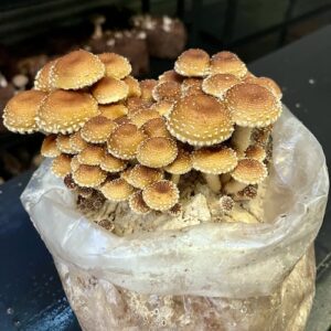 Chestnut Mushroom (Pholiota adiposa) grzybnia ziarnista 1 l