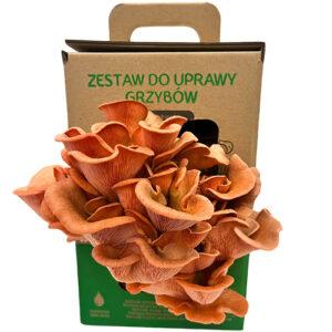 Boczniak różowy Pleurotus djamor — grow kit 6 L