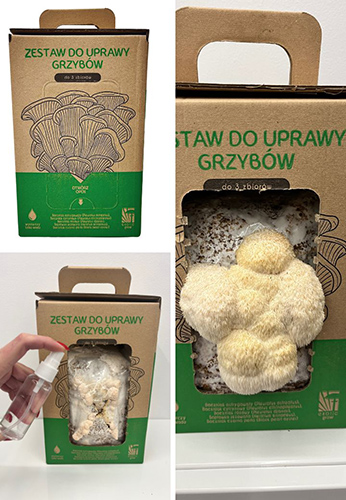 Soplówka jeżowata Hericium erinaceus, zestaw 6 L - obrazek 3