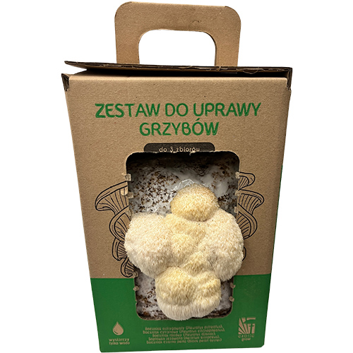 Soplówka jeżowata Hericium erinaceus, zestaw 6 L
