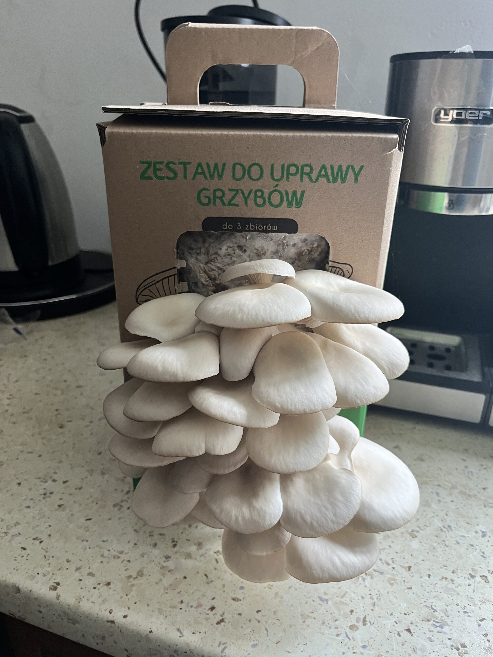 Boczniak ostrygowaty Pleurotus ostreatus zestaw - obrazek 10