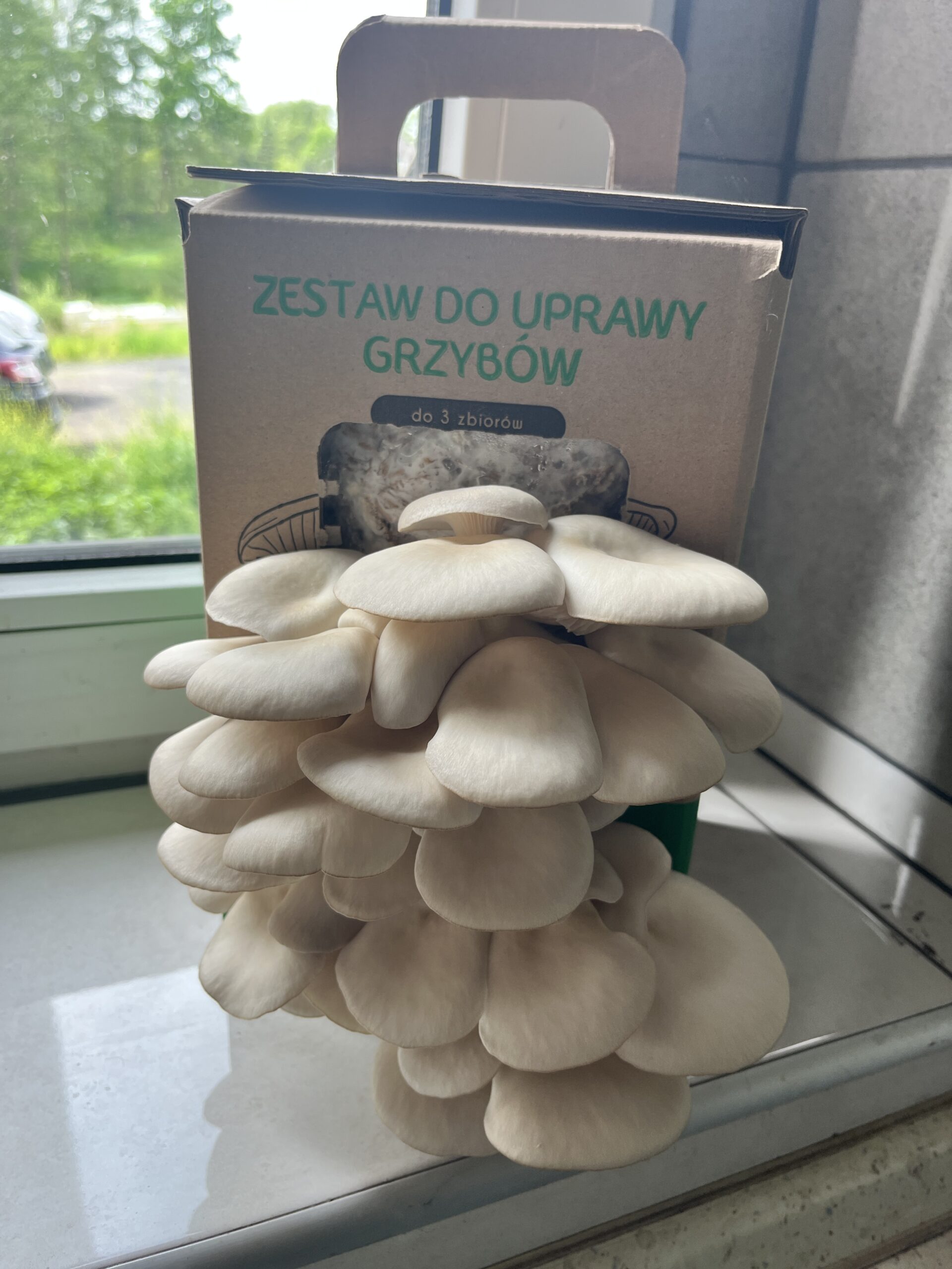 Boczniak ostrygowaty Pleurotus ostreatus zestaw - obrazek 9