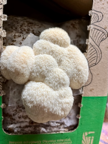 Soplówka jeżowata (Lion’s Mane) – wkład z grzybnią do Grow Boxa - obrazek 7