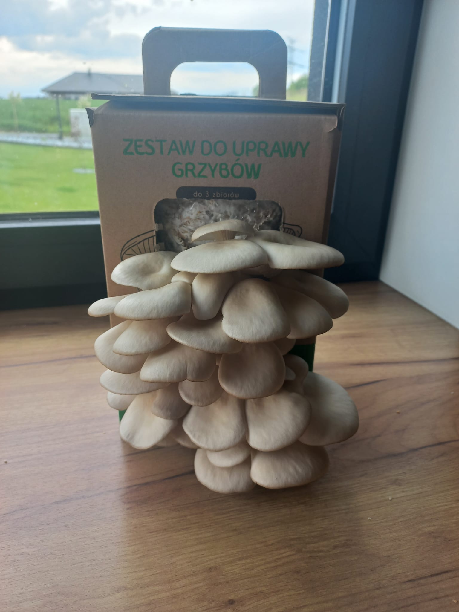 Boczniak ostrygowaty Pleurotus ostreatus zestaw - obrazek 8