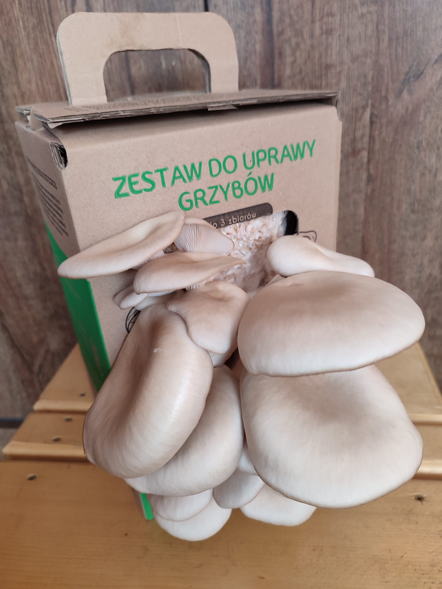 Boczniak ostrygowaty Pleurotus ostreatus zestaw - obrazek 7