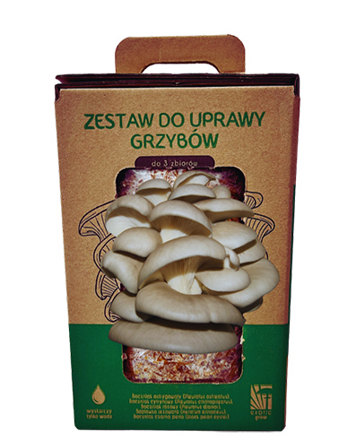 Boczniak ostrygowaty Pleurotus ostreatus zestaw - obrazek 5