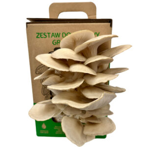 Boczniak ostrygowaty Pleurotus ostreatus zestaw