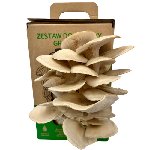 Boczniak ostrygowaty Pleurotus ostreatus zestaw