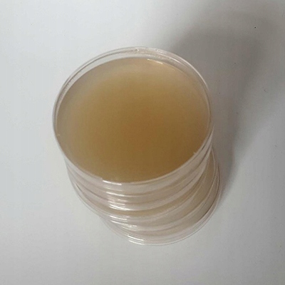 Cordyceps militaris — płynna grzybnia 10 ml - obrazek 4