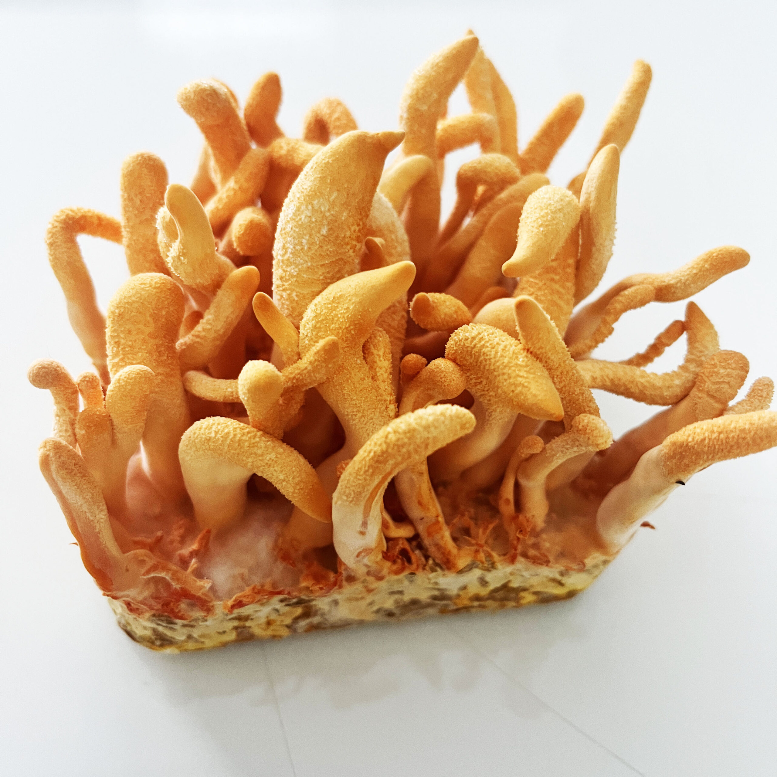 Cordyceps militaris — płynna grzybnia 10 ml - obrazek 3