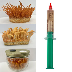 Cordyceps militaris — płynna grzybnia 10 ml
