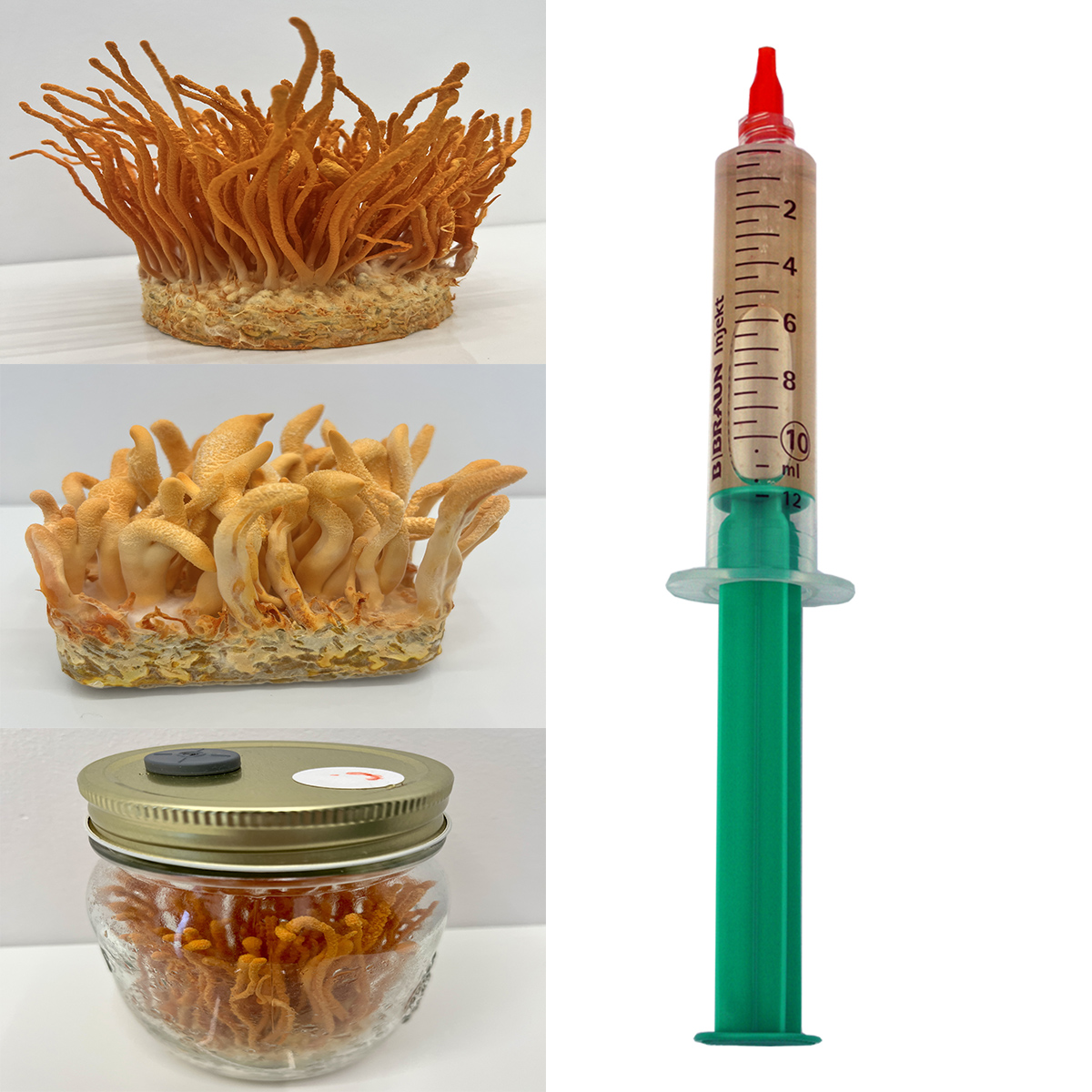 Cordyceps militaris — płynna grzybnia 10 ml