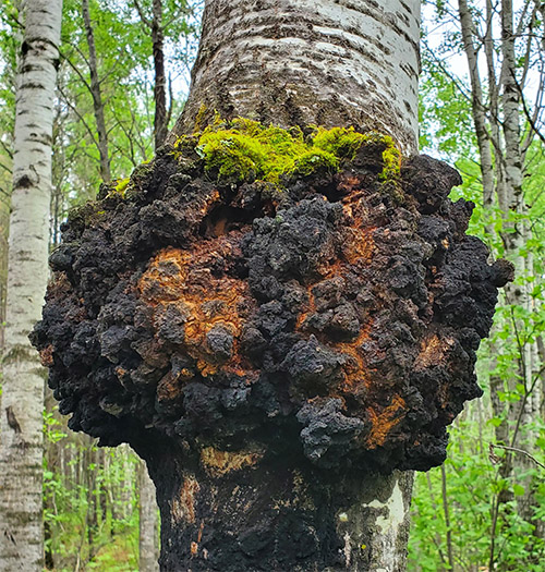 Chaga BIO Inonotus obliquus kapsułki 120 szt. - obrazek 3