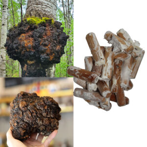 Chaga (Inonotus obliquus) – kołki z grzybnią, 20 szt.