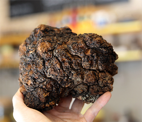 chaga