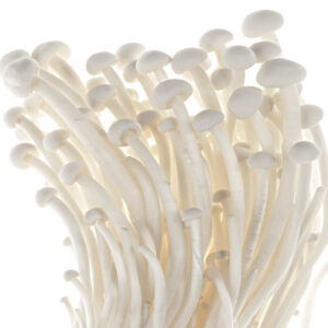 Enoki (Flammulina velutipes) podłoże z grzybnią 2,5 kg