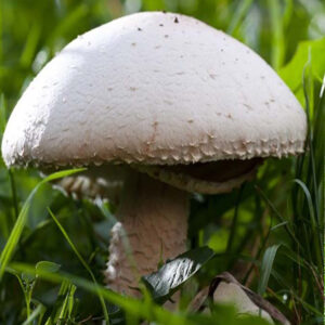 Grzybnia pieczarki polnej na ziarnie (Agaricus campestris) 1 l