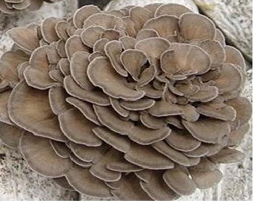 Maitake Grifola frondosa – ekstrakt 500 mg, 90 kaps. - obrazek 3