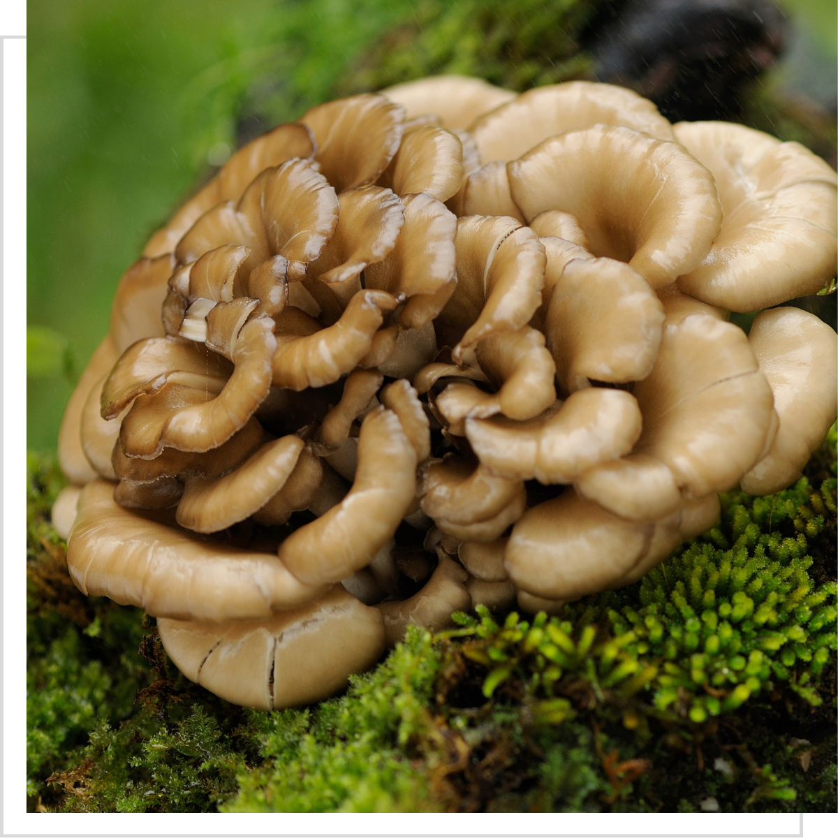 Maitake Grifola frondosa – ekstrakt 500 mg, 90 kaps. - obrazek 2