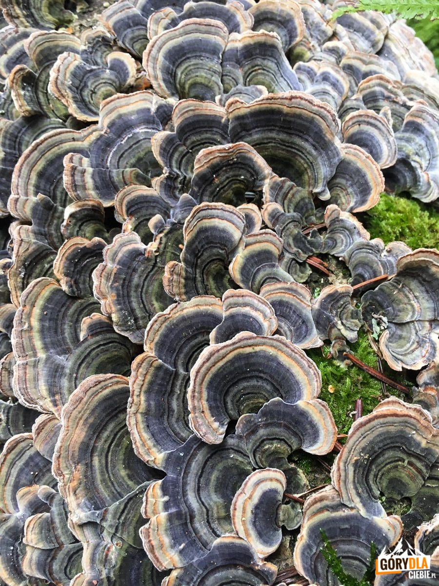 Wrośniak różnobarwny Trametes versicolor – ekstrakt 90 kaps. - obrazek 2