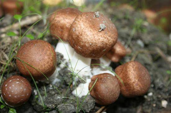 BIO Pieczarka migdałowa Agaricus blazei Murill proszek 100 g - obrazek 3