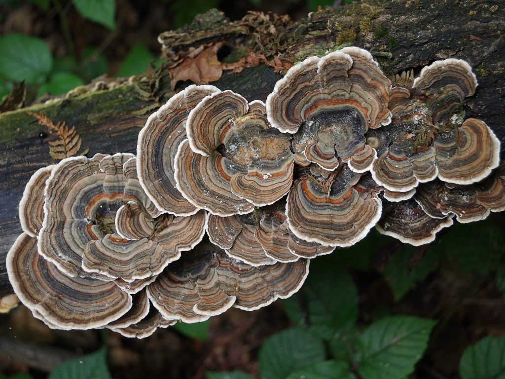 Wrośniak różnobarwny Trametes versicolor – ekstrakt 90 kaps. - obrazek 4