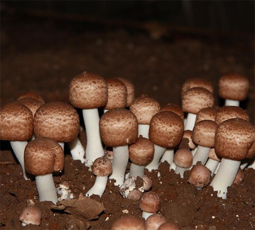 BIO Pieczarka migdałowa Agaricus blazei Murill proszek 100 g - obrazek 4