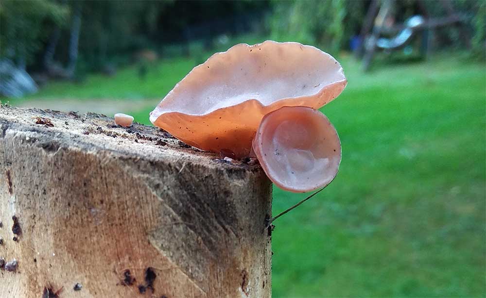 Mój niezawodny Układ krążenia – 70 g - obrazek 4