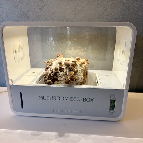 Shiitake (Lentinula edodes) – wkład grzybni do Grow Boxa - obrazek 6