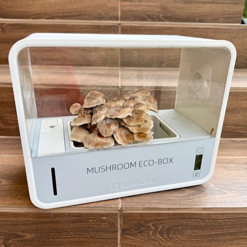 Shiitake (Lentinula edodes) – wkład grzybni do Grow Boxa - obrazek 5