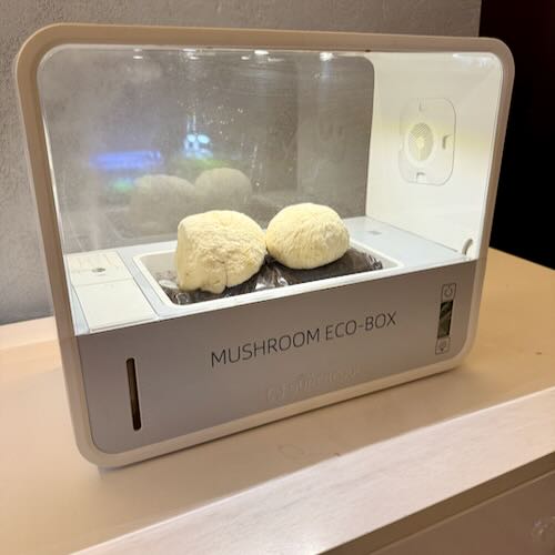 Soplówka jeżowata (Lion’s Mane) – wkład z grzybnią do Grow Boxa - obrazek 3