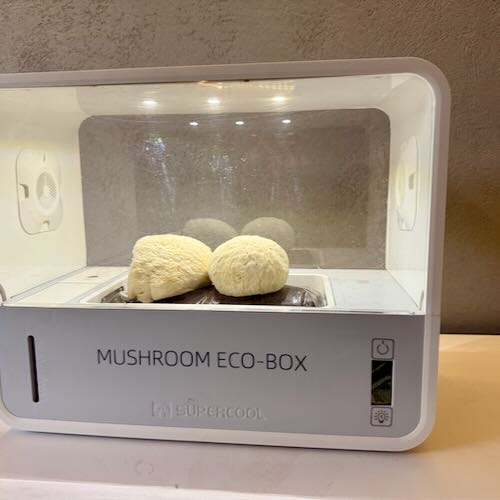 Soplówka jeżowata (Lion’s Mane) – wkład z grzybnią do Grow Boxa - obrazek 5