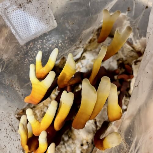 Grzybnia Reishi (Ganoderma lucidum) do Grow Boxa - obrazek 6