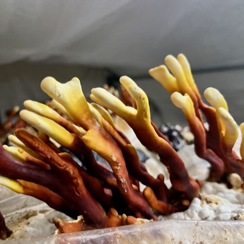 Grzybnia Reishi (Ganoderma lucidum) do Grow Boxa - obrazek 7