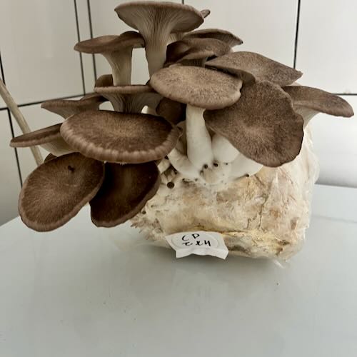 Black Pearl – grzybnia boczniaka do Grow Boxa - obrazek 5