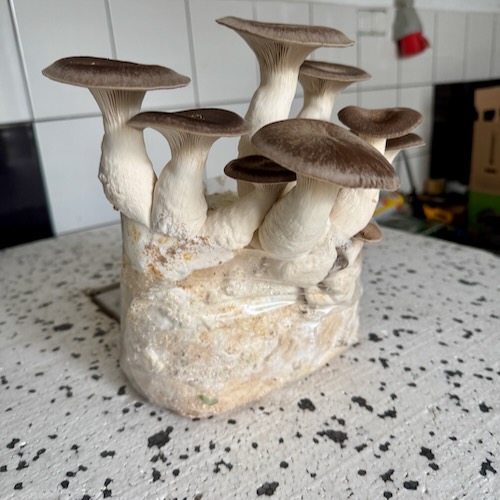 Black Pearl – grzybnia boczniaka do Grow Boxa - obrazek 3