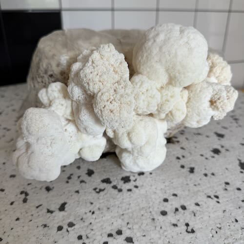Soplówka jeżowata (Lion’s Mane) – wkład z grzybnią do Grow Boxa - obrazek 6