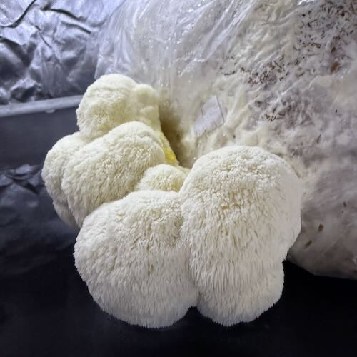 Soplówka jeżowata (Lion’s Mane) – wkład z grzybnią do Grow Boxa - obrazek 4