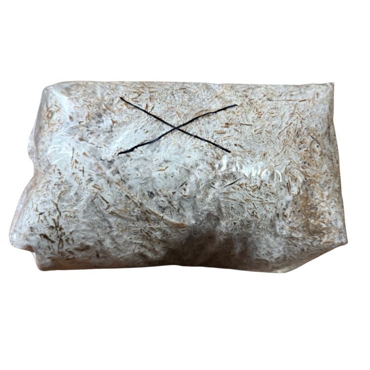 Soplówka jeżowata (Lion’s Mane) – wkład z grzybnią do Grow Boxa - obrazek 2