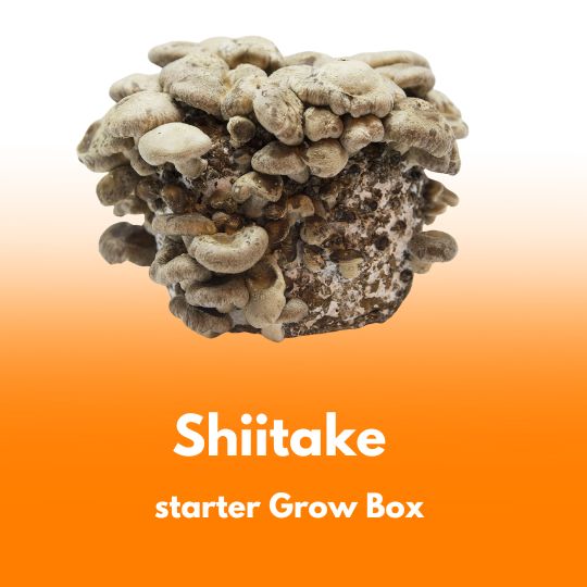 Shiitake (Lentinula edodes) – wkład grzybni do Grow Boxa