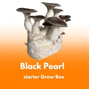Black Pearl – grzybnia boczniaka do Grow Boxa